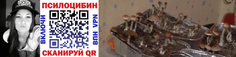 цена   ссылка на мегу зеркало  Псилоцибиновые грибы Psilocybine cubensis  Мещовск 